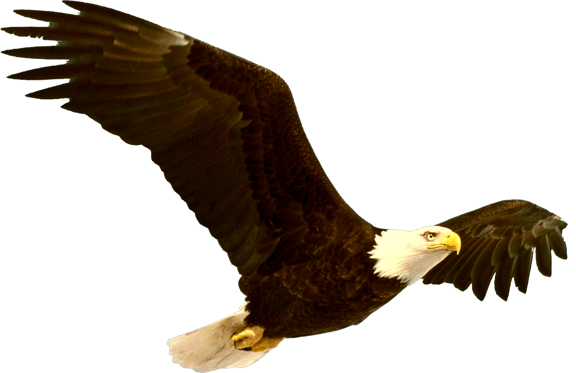 Bald Eagle Png File - Bald Eagle Quotes (2164x1673)