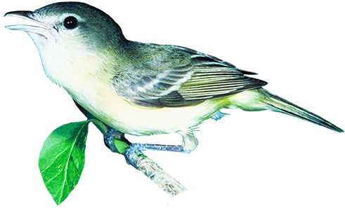 Male Cardinal - Bell's Vireo (502x302)