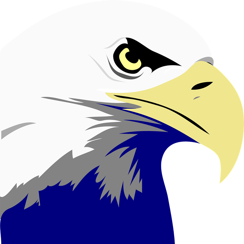 Bald Eagle Clipart Elang - Bald Eagle Art Png (800x799)