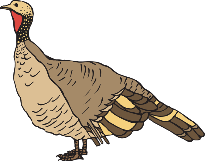 Wild Turkey Clipart - Wild Turkey Clipart Free (675x531)