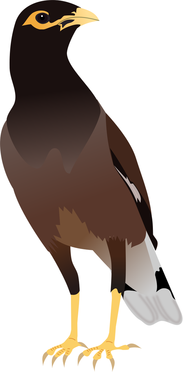 Mynah Bird Cliparts Cliparts Zone - Mynah Bird Clip Art (632x1280)