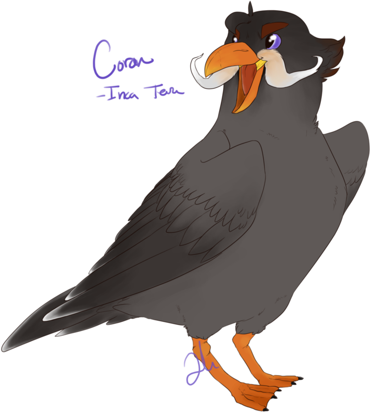 Coran Inca Tern By Shady Raichu - Myna (894x894)