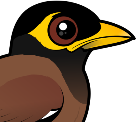 About The Common Myna - Myna Bird Cartoon (440x440)