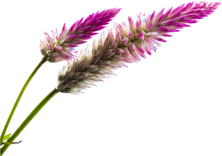 Wild Flower Blossom Png By Dlr-designs - Wild Flowers Transparent Png (1024x768)