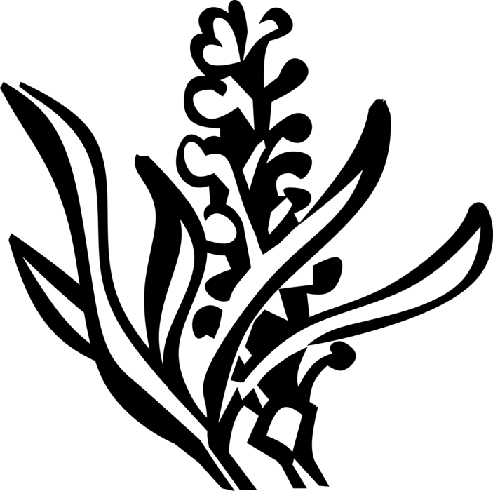 Vector Illustration Of Lavender Botanical Horticulture - Vector Illustration Of Lavender Botanical Horticulture (703x700)