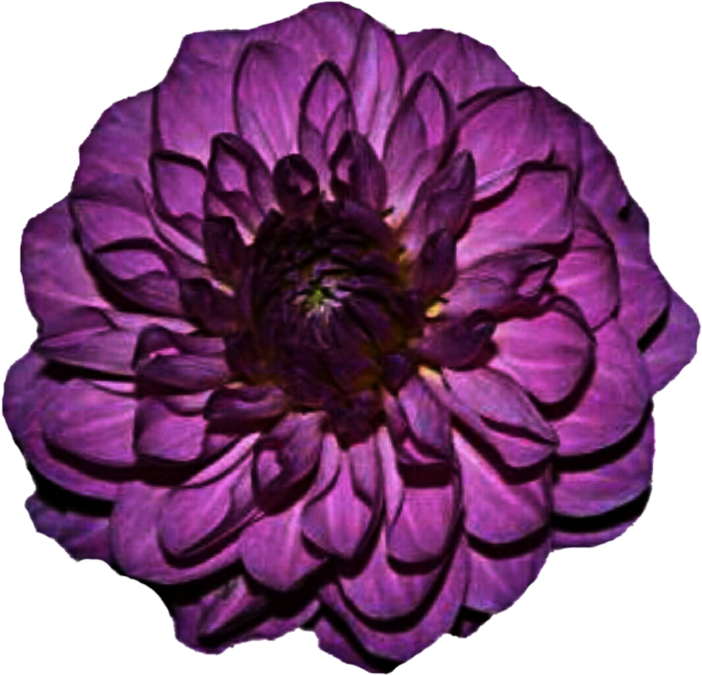 Purple Dahlia By Jeanicebartzen27 Purple Dahlia By - Purple Dahlia Flower (1024x1005)