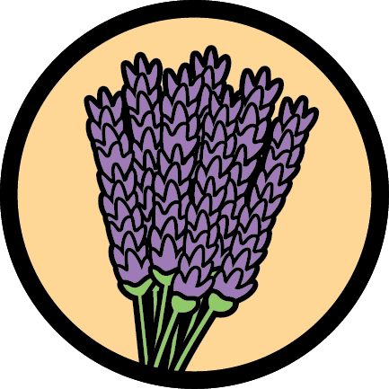 Lavender Flowers - Lavender Flowers (433x433)