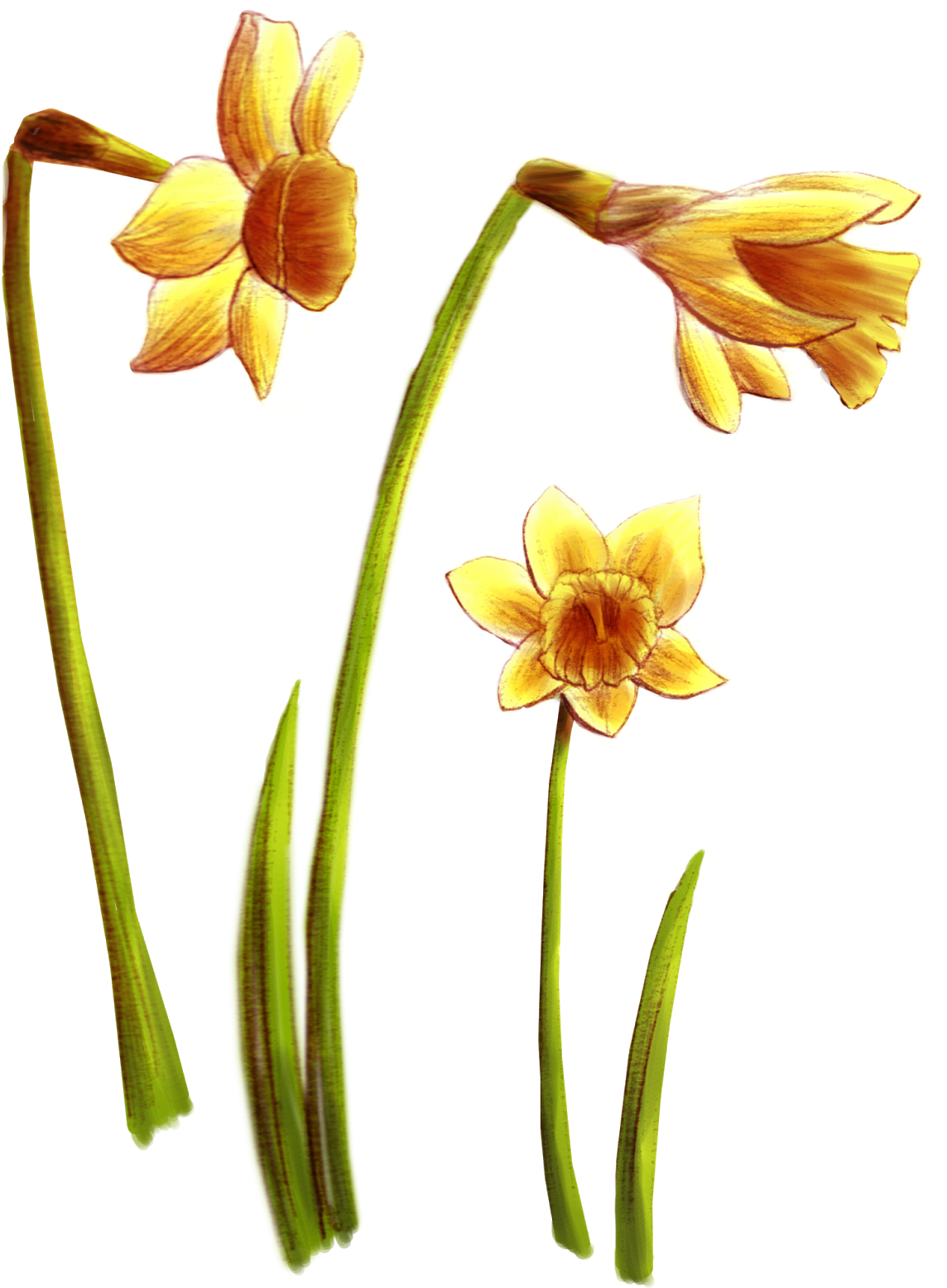 Paintings Of Wild Flowers Commonly Found In European - Narcissus (1232x1600)