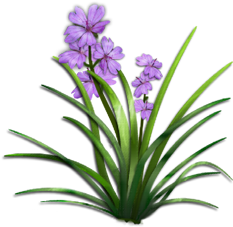02 Aug 2016 - Plant With Flower Png (512x512)