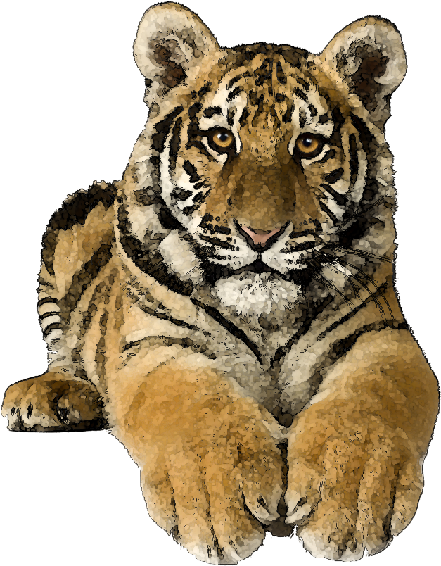 Tiger - Png Clipart Tiger Hd (725x870)