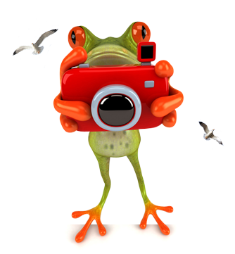 Eplants Online Indoor Plants Melbourne - Ranas Con Camaras De (334x361)