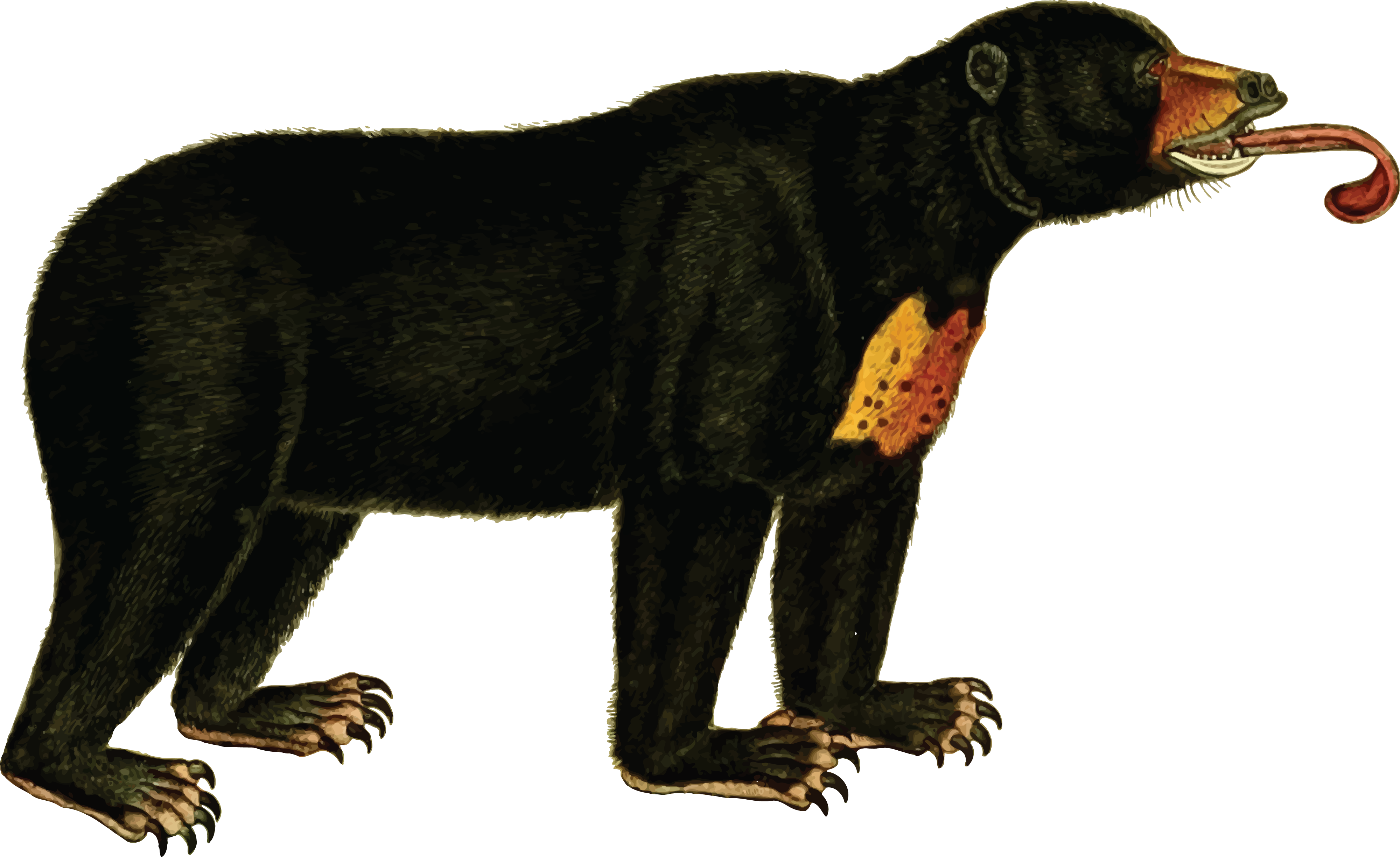 Free Clipart Of A Bear Licking With His Tongue - Bear Tongue Png (4000x2450)