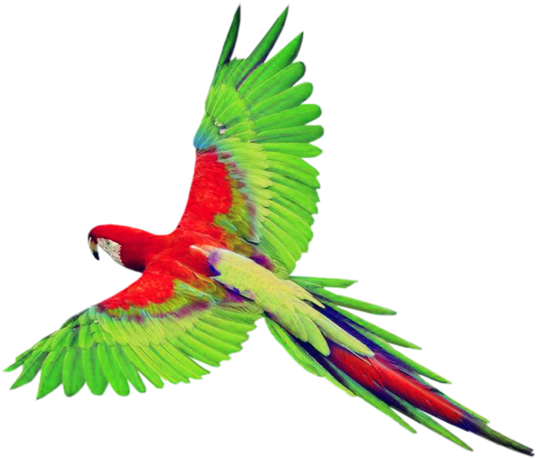 Bird True Parrot Clip Art - Bird True Parrot Clip Art (600x520)