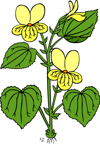 Org/en/free Clipart/viola - Plant With Leaves And Flowers (347x500)