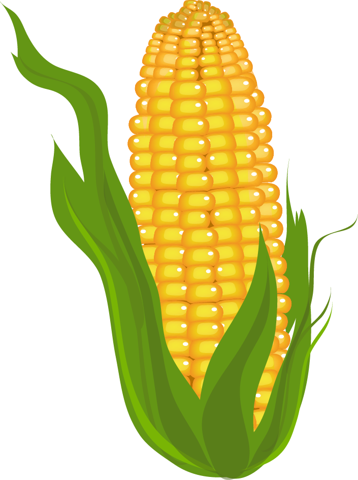 Corn Clip Art Free Free Clipart Images Cliparting Corn - Free Clip Art Corn (705x945)