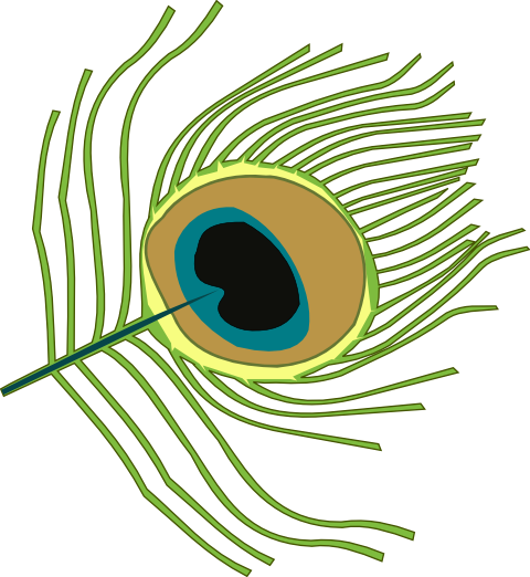 Digital Painting, Tutorials For Gimp, Inkscape, And - Peacock Feather Clip Art (480x522)