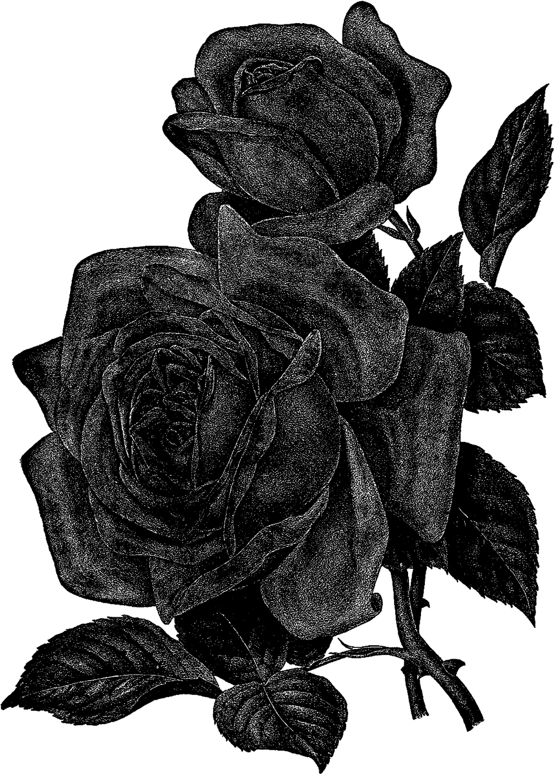 This Is A Beautiful Digital Image Transfer Of Two Big - Portable Network Graphics (1189x1600)