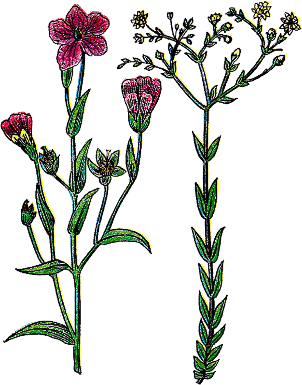 This Lovely Illustration Of A Common Flax Plant With - This Lovely Illustration Of A Common Flax Plant With (1282x1600)