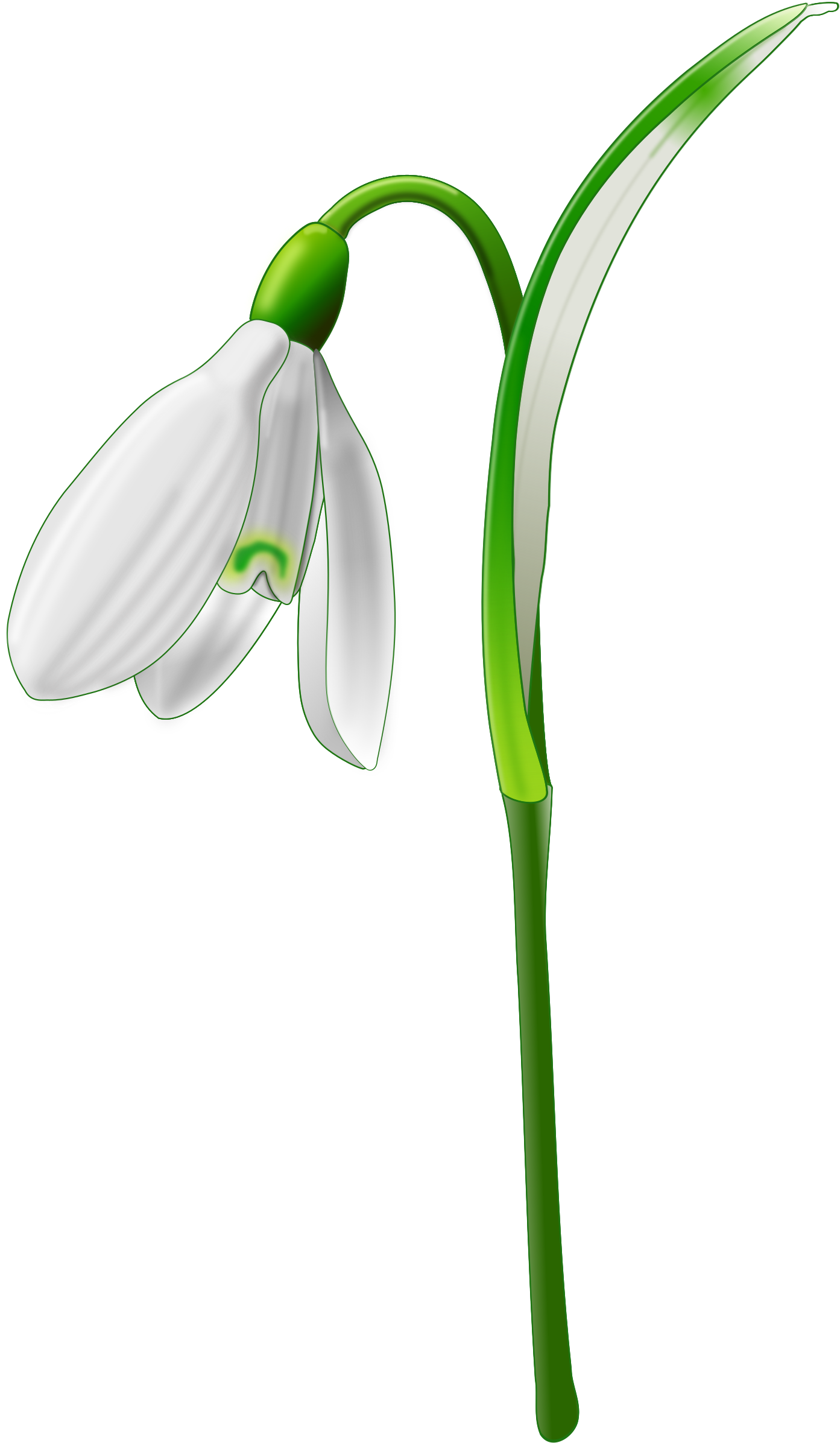 Snowdrop By @andy Gardner, A Snowdrop Drawn On Inkscape - Snowdrop Png (1404x2400)