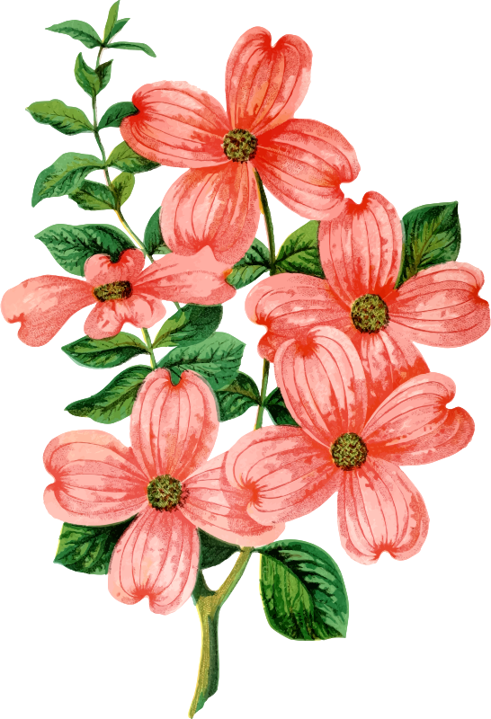 Floral Design Christmas Flower Bouquet Gift Clip Art - Thank You (546x800)
