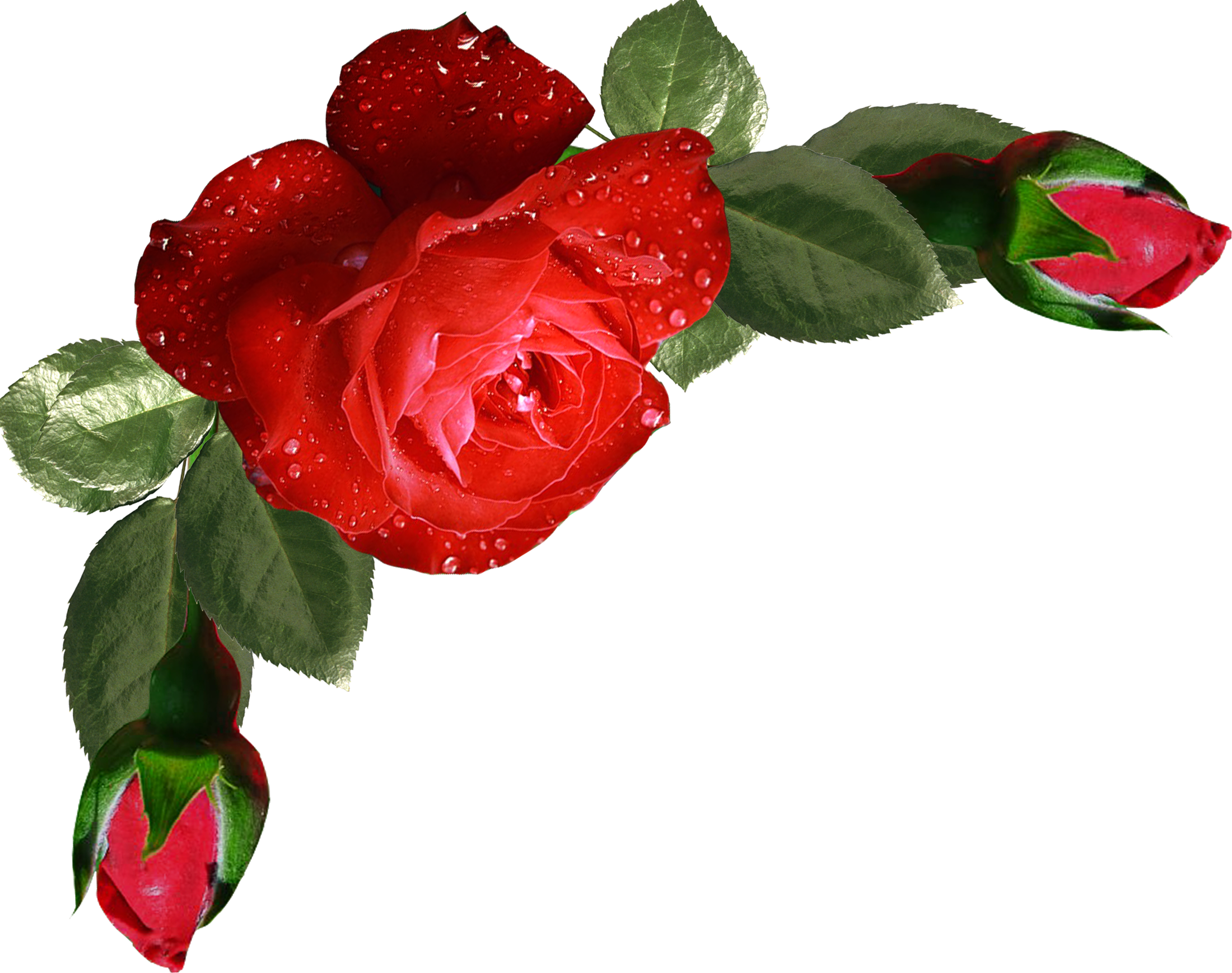 Garden Roses Flower Bouquet Clip Art - Garden Roses Flower Bouquet Clip Art (2200x1738)