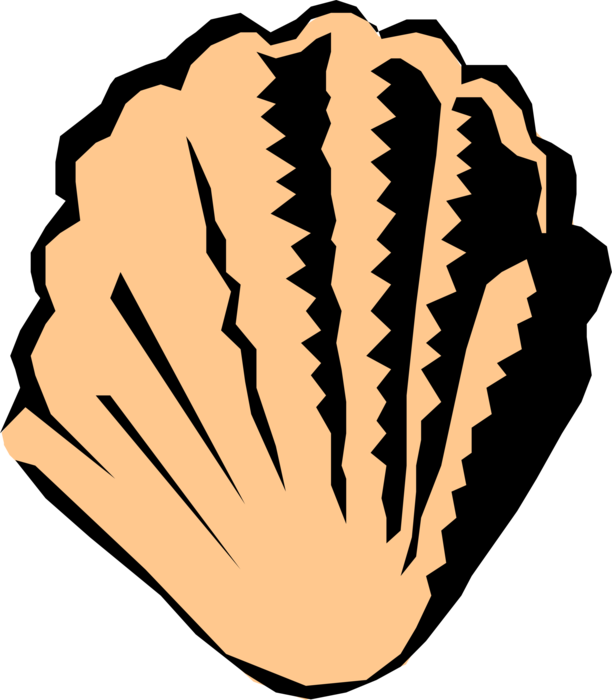 Vector Illustration Of Marine Scallop Shell Saltwater - Muschel (612x700)