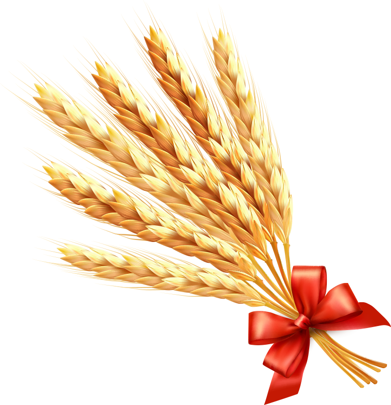 Wheat Ear Cereal Clip Art - Wheat Ear Cereal Clip Art (774x800)