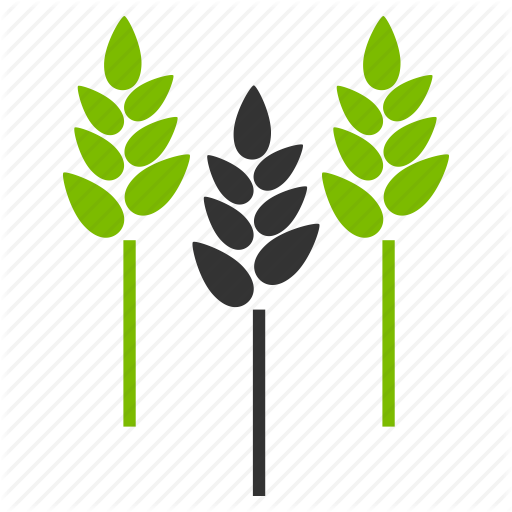 Rice Clipart Wheat Plant - Icon (512x512)