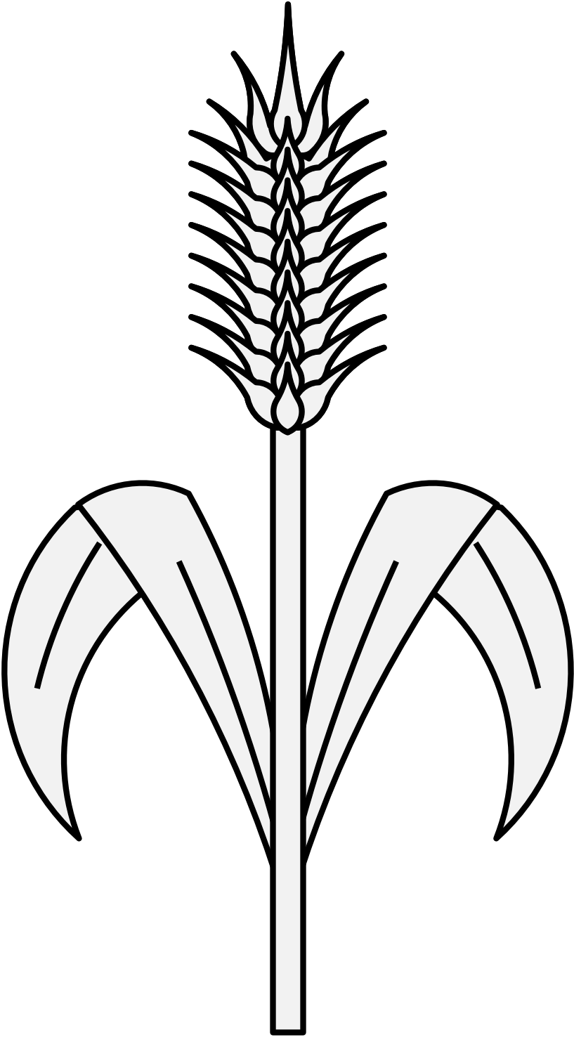 Pdf - Plant Wheat Drawing (817x1476)