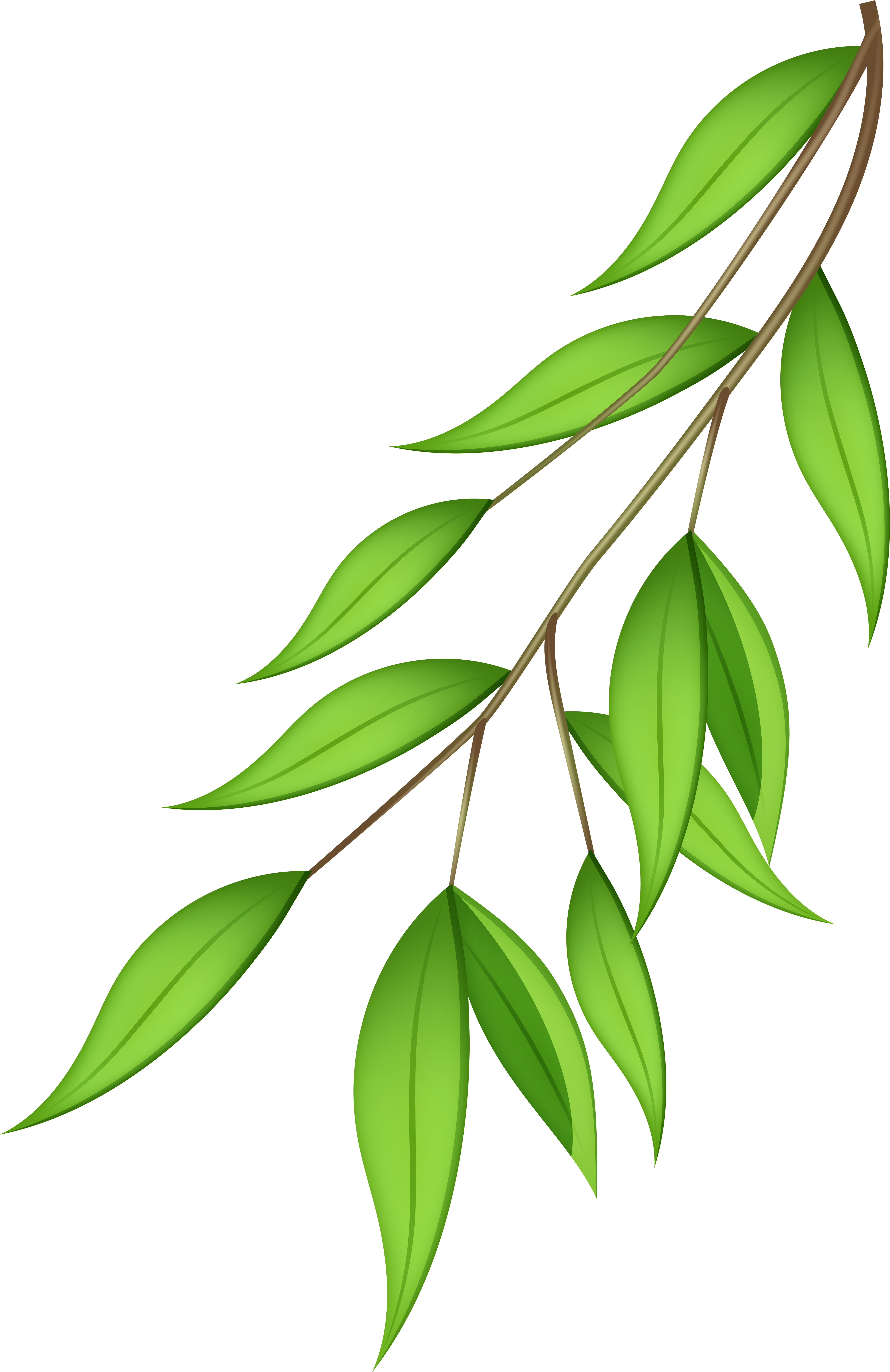 Clip Arts Related To - Olive Branch Green Clip Art (5256x8000)