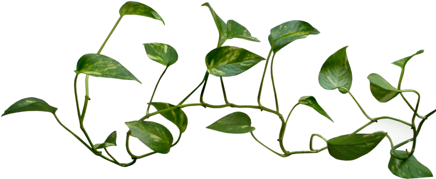 Tree Branch Clipart Png - Vine Transparent (900x462)
