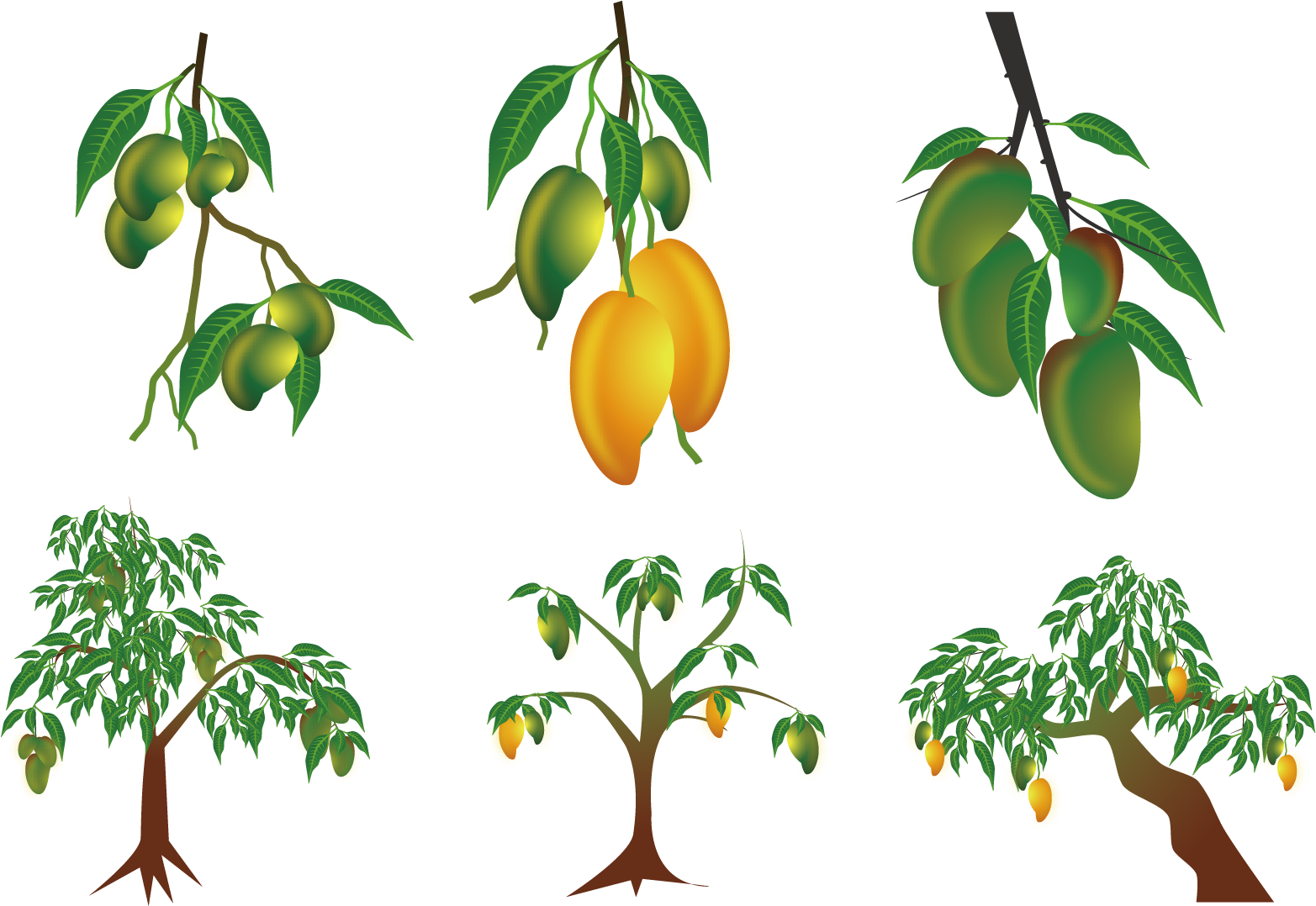 Mango Euclidean Vector Clip Art - Planta De Mango Dibujo (1667x1667)