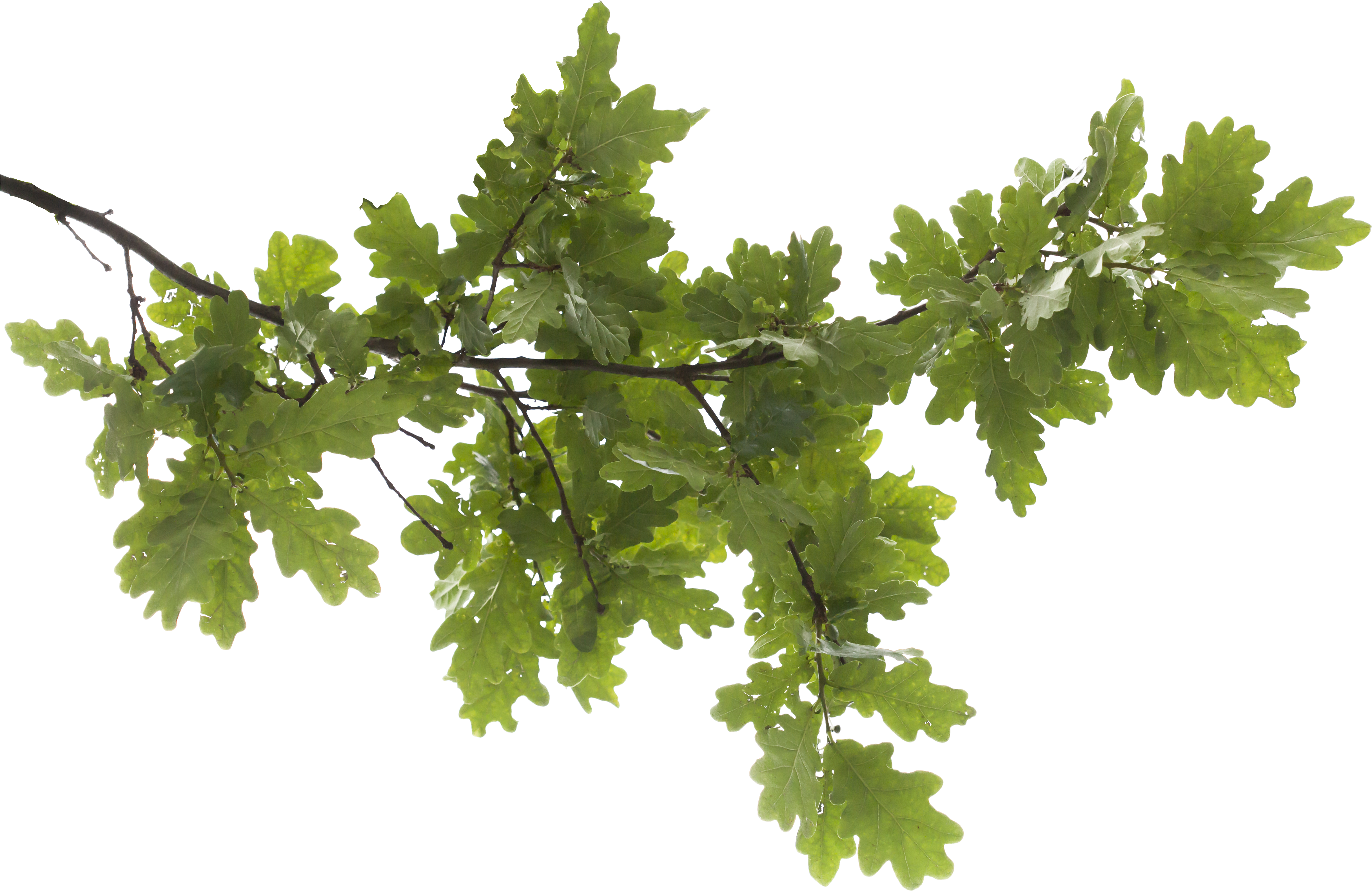 Oak Tree Icon 9 - Branch Png (5616x3744)