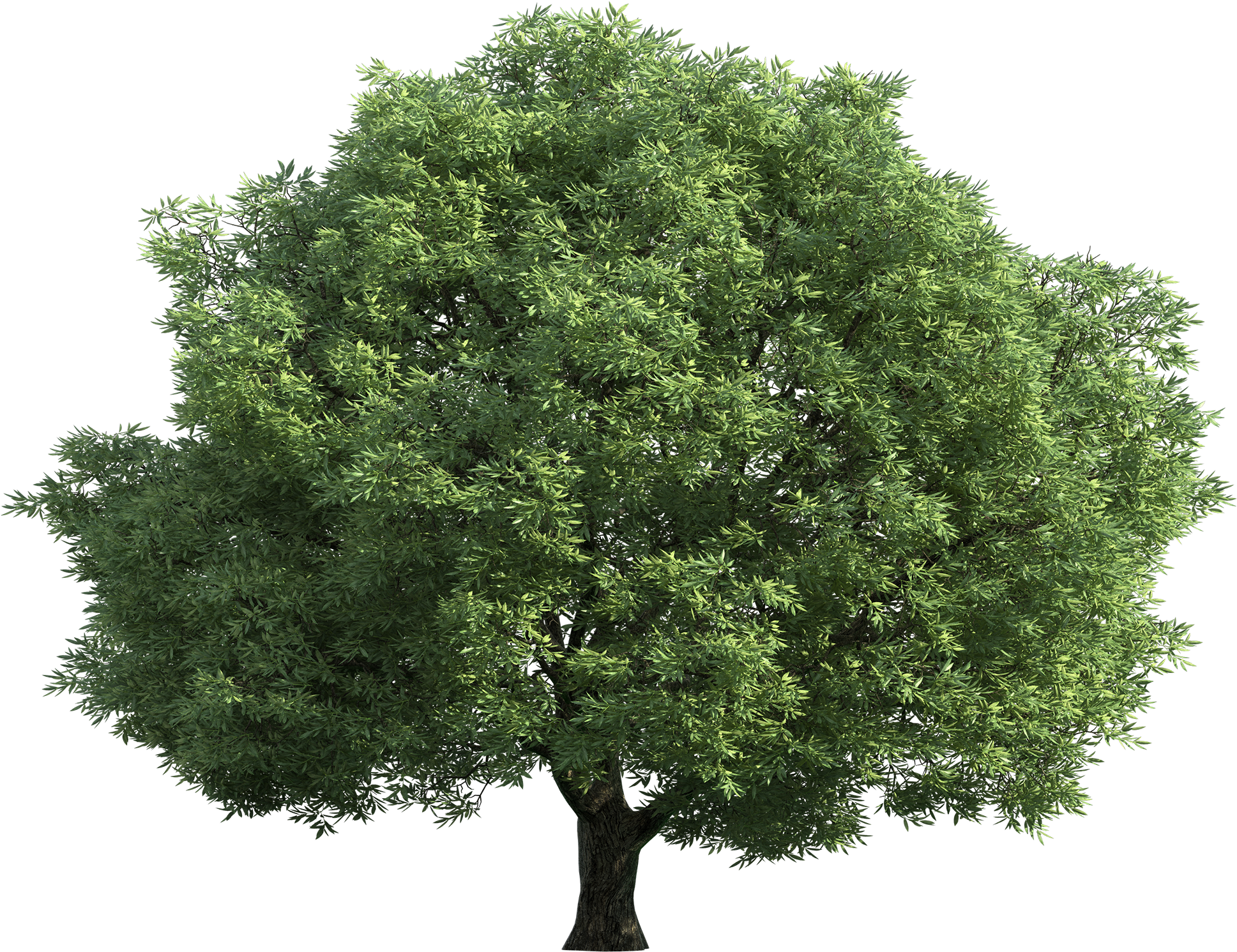 Realistic Green Tree Png Clip Art - Tilia Cordata Png (2000x1533)