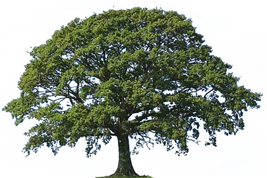 Gallery For Oak Tree With Roots Clip Art - Oak Trees Clip Art (529x354)