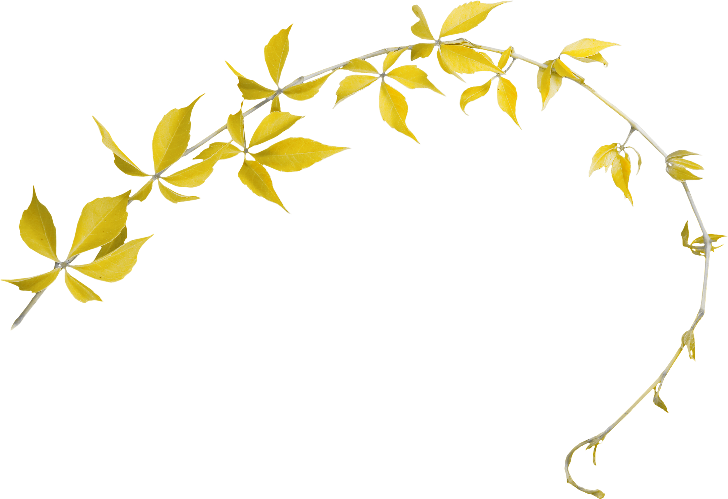 Border Flowers Photography Clip Art - Border Flowers Photography Clip Art (2400x1646)