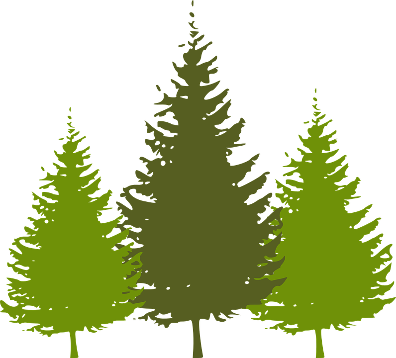 Pine Tree Silhouette Clipart - Pine Tree Silhouette Vector (796x720)