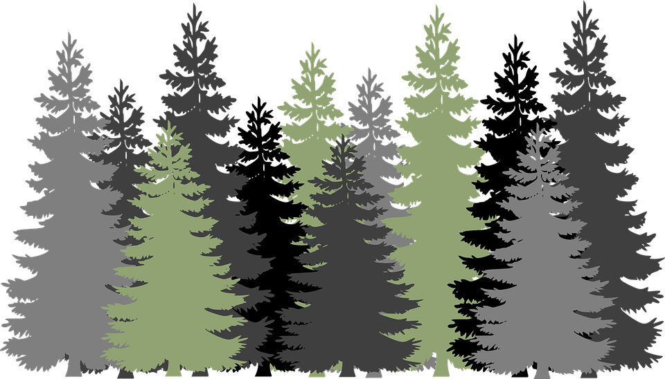 Forest Trees Evergreen Â - Clipart Forest (960x548)