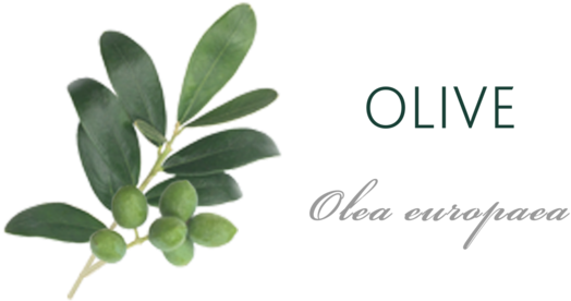 Olive Tree Meaning - Herbal (600x330)
