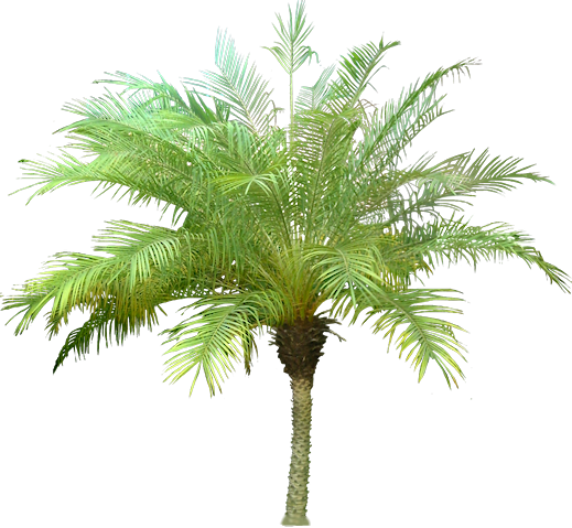 Evergreen Trees Silhouette Download - Phoenix Palm Tree Png (519x479)