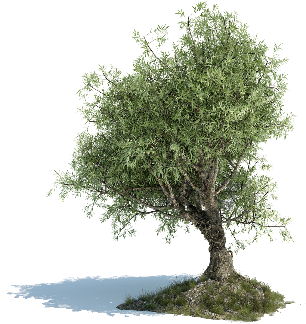 Olive Tree - Old Olive Tree Png (1058x1134)
