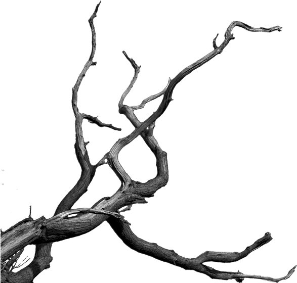 Photomanipulation By Sebastain - Dead Tree Branches Png (900x600)