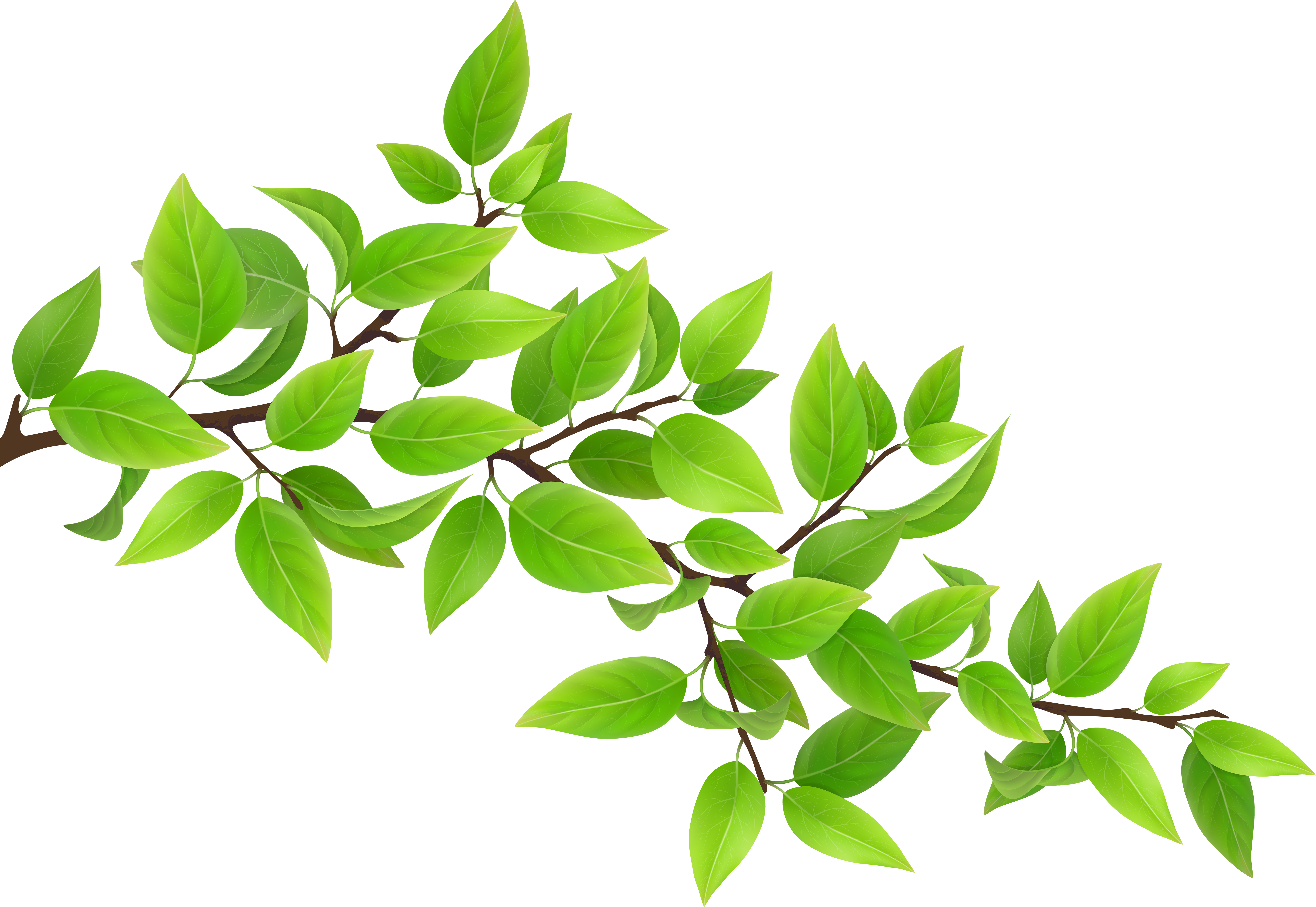 Green Branch Transparent Png Clip Art Image - Ağaç Dalı Hd Png (7000x4833)