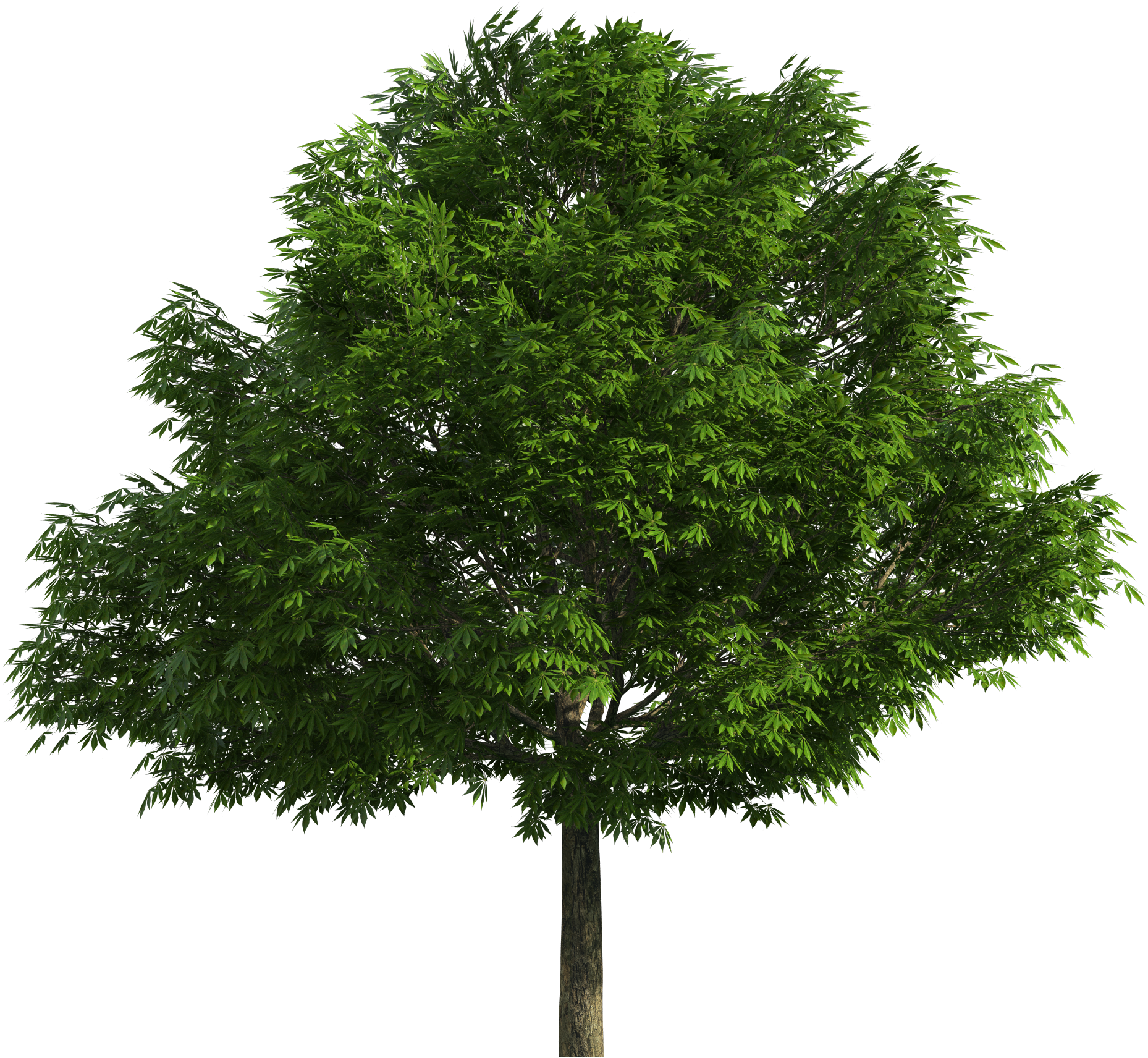 Realistic Tree Png Clip Art - Tree Png (1918x1731)