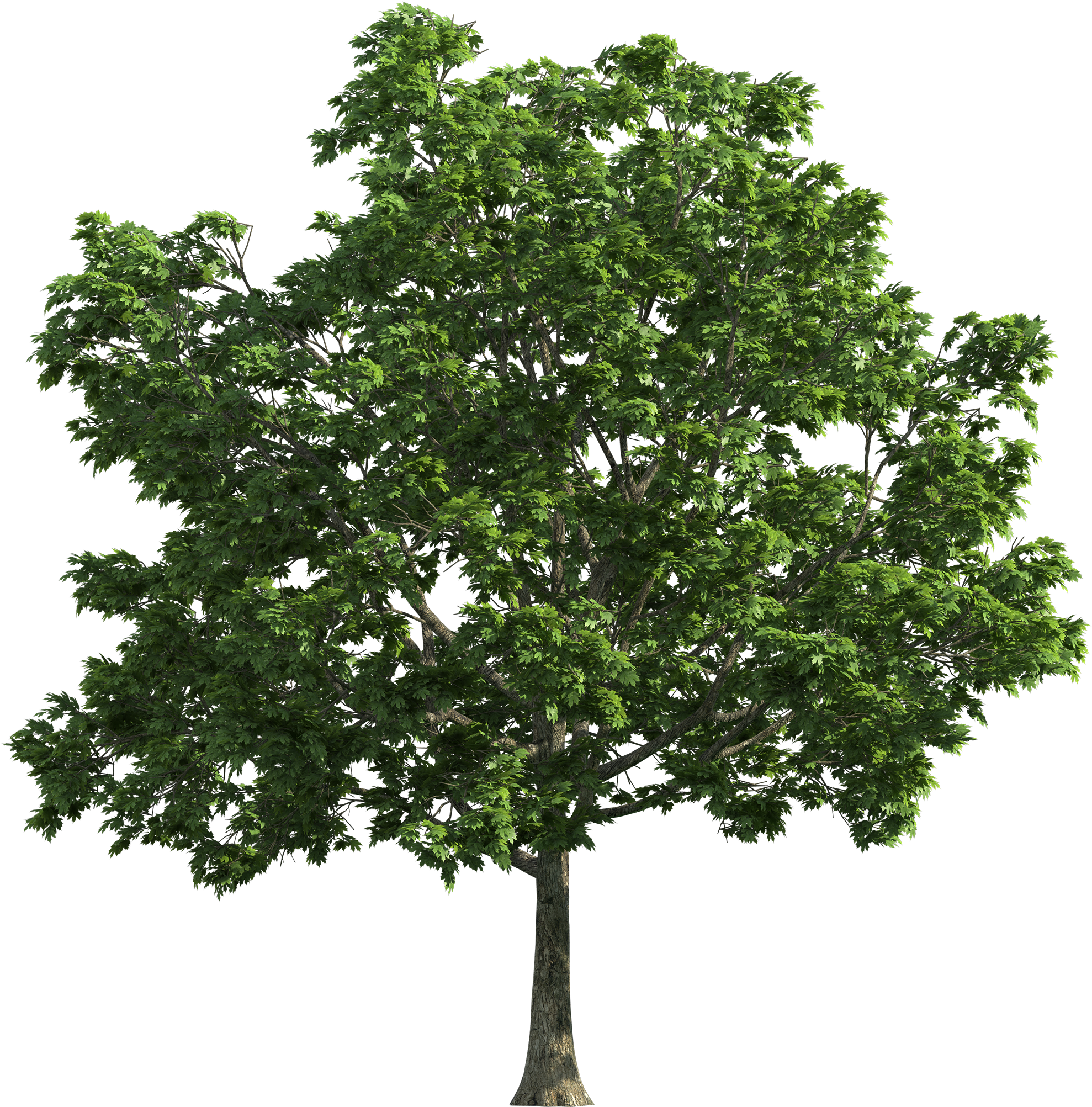 Tree Transparent Png Clip Art - Oak Tree Transparent Background (2000x2037)