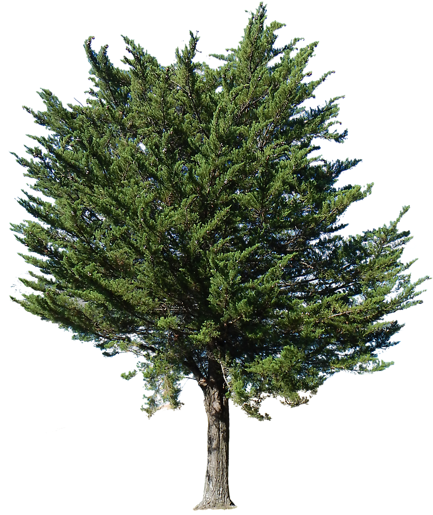 Pine Tree Transparent Alpha - Arrow Ezee 7 Ft. 10 In. W X 7 Ft. 2 In. D Metal Storage (930x1100)