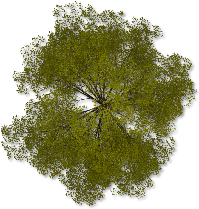 Tree Top Png Clipart - Trees In Plan Png (772x800)