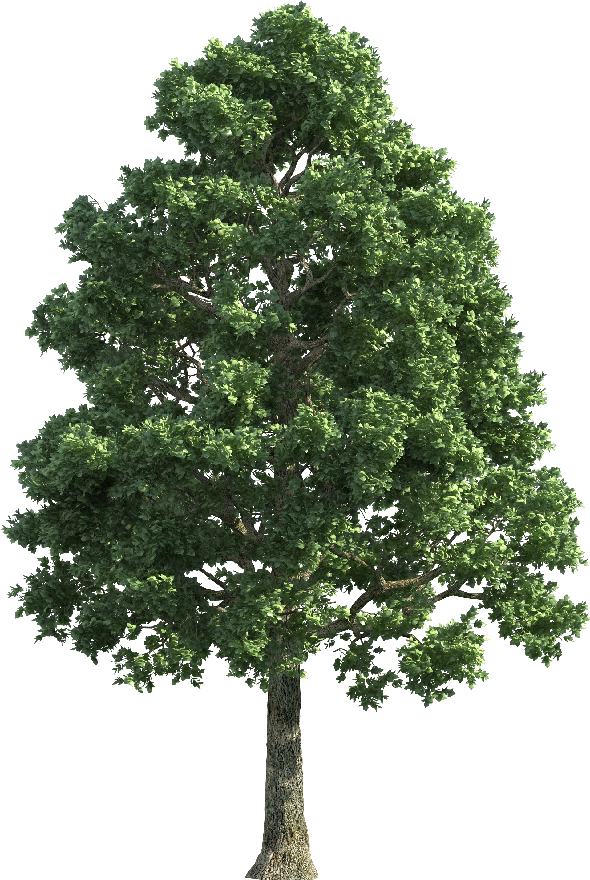 Green Realistic Tree Png Clip Art - Big Tree Png (2040x2905)