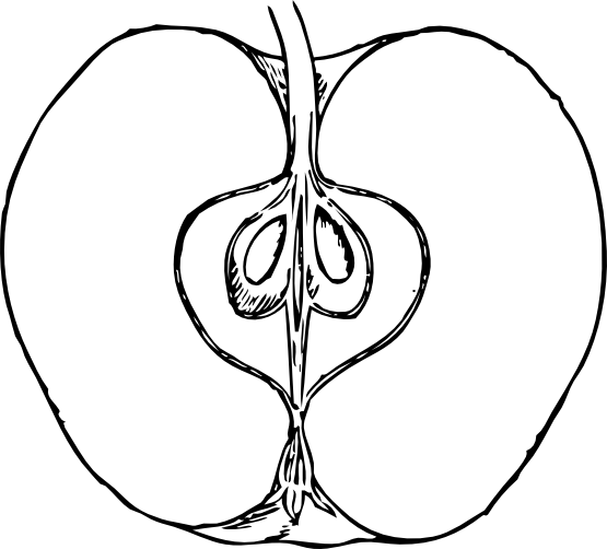 Apple In Cross Section Black White Line Art 555px - Cross Section Of An Apple (829x750)