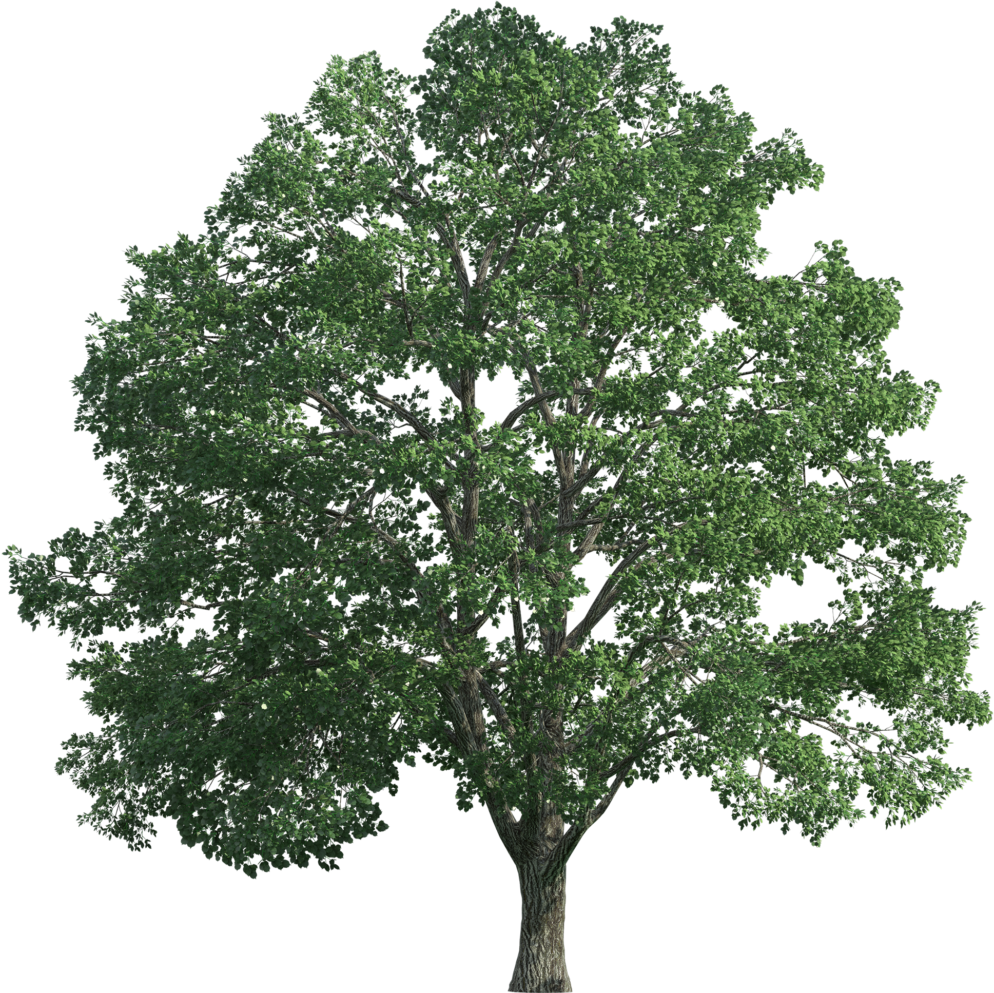 Tree Realistic Png Clip Art - Ugadi Subhakankshalu Telugu Lo (2000x1968)